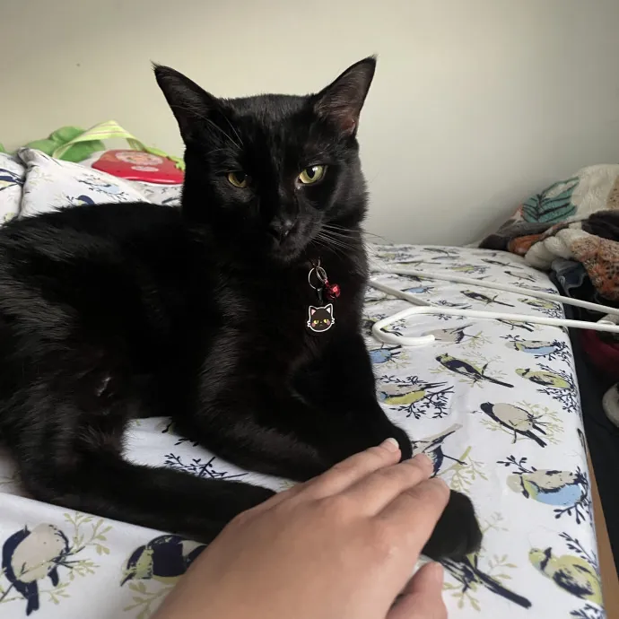 Purr-Fect Care While You're Away