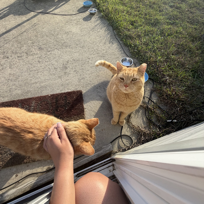 Purr-Fect Care While You're Away