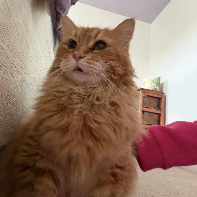 Purr-Fect Care While You're Away