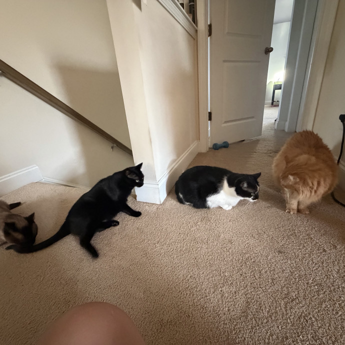 Purr-Fect Care While You're Away photo 3