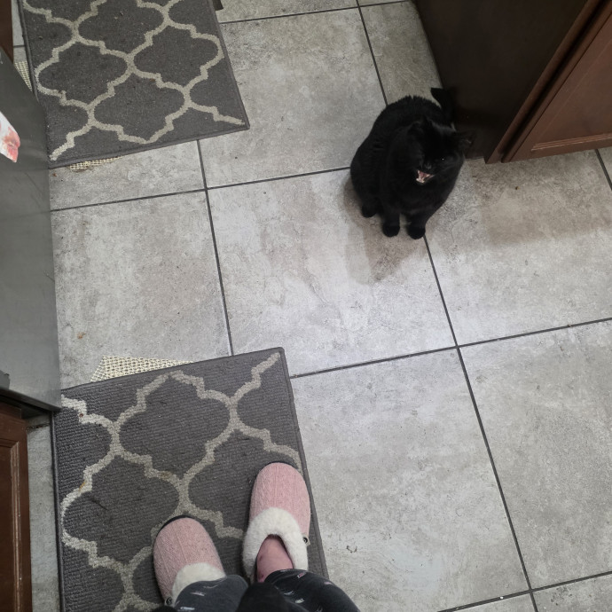 Pet Sitter In South Gilbert photo 2