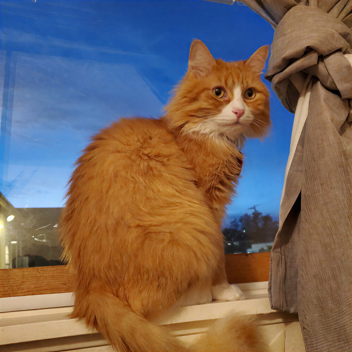 Finn's Clouder Kitty Care