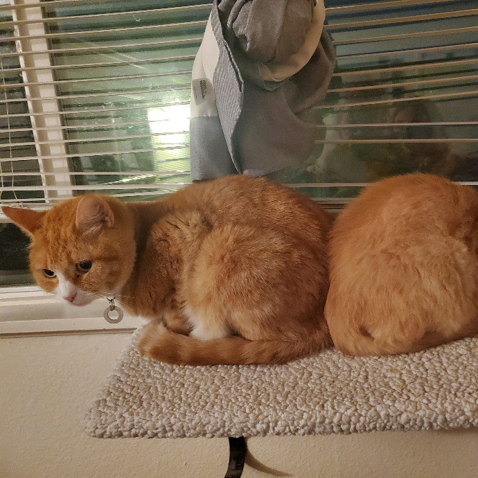 Finn's Clouder Kitty Care