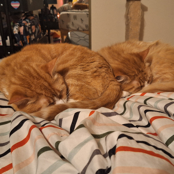 Finn's Clouder Kitty Care