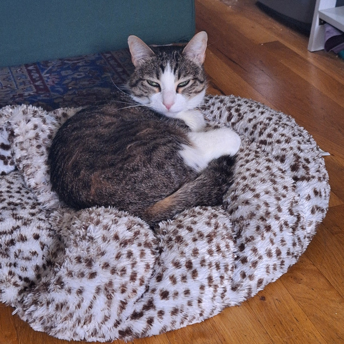 Finn's Clouder Kitty Care