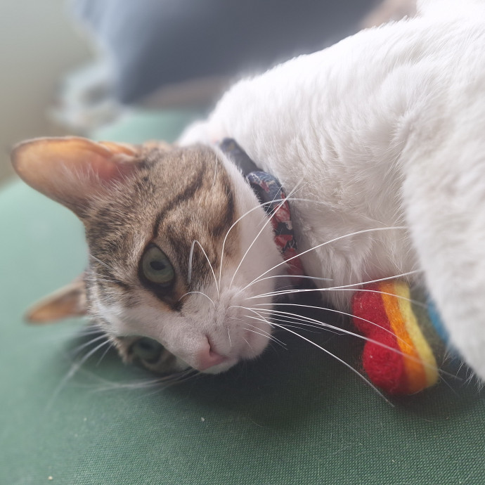 Finn's Clouder Kitty Care