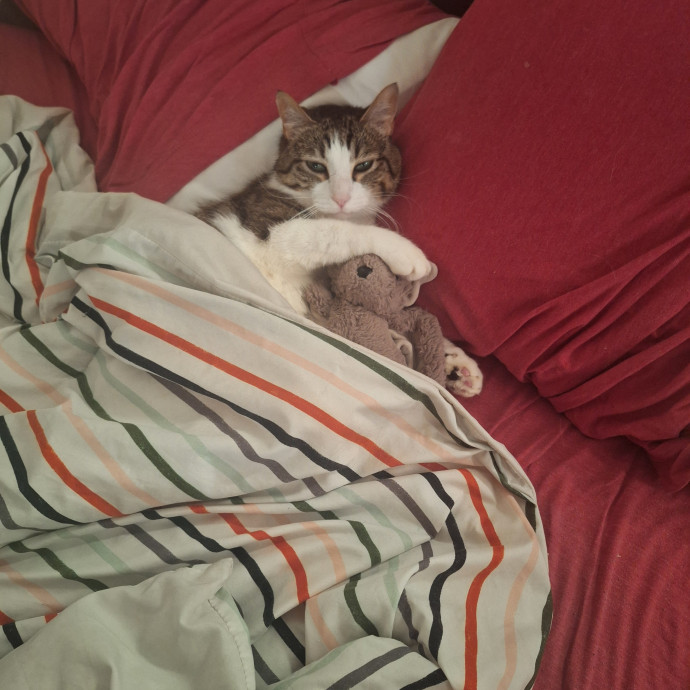 Finn's Clouder Kitty Care photo 3