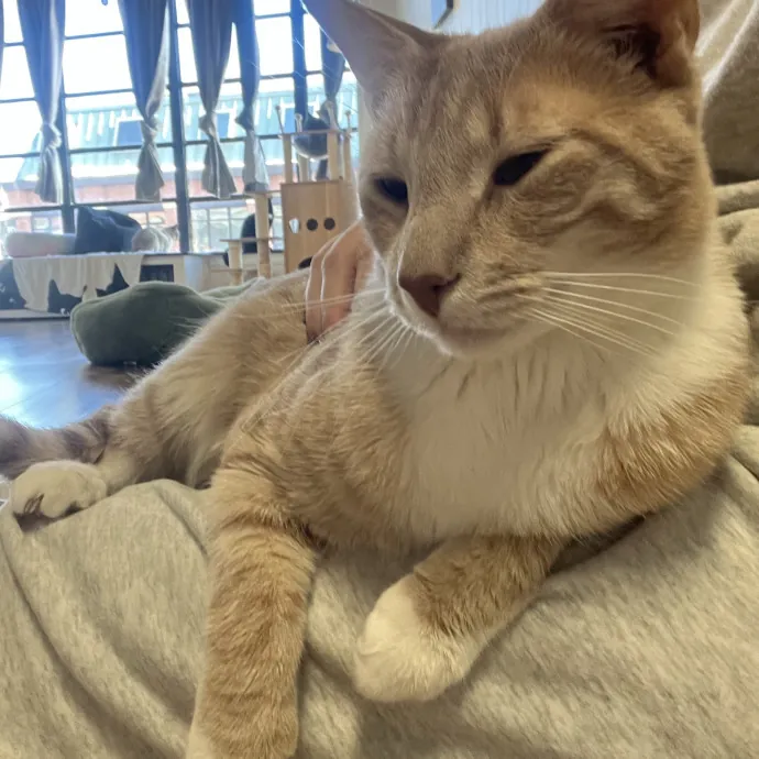 Purrfect Sitter For Your Kitty