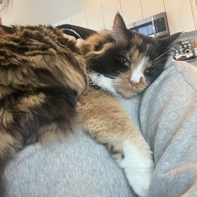 Purrfect Sitter For Your Kitty