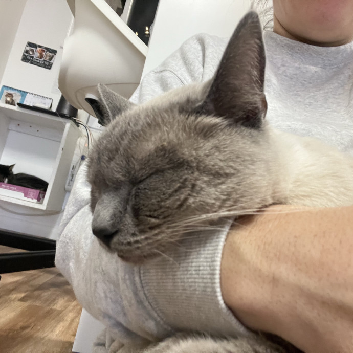 Purrfect Sitter For Your Kitty