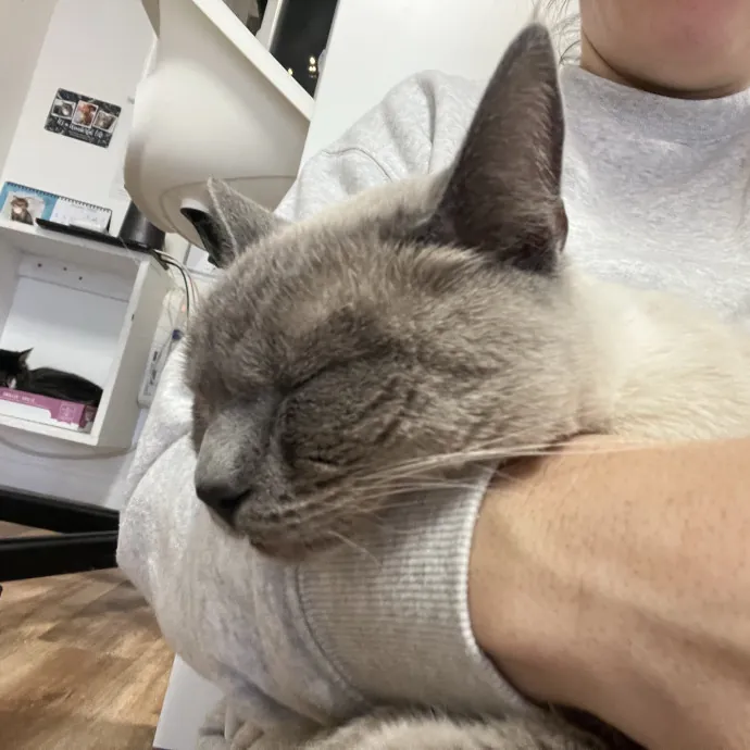 Purrfect Sitter For Your Kitty