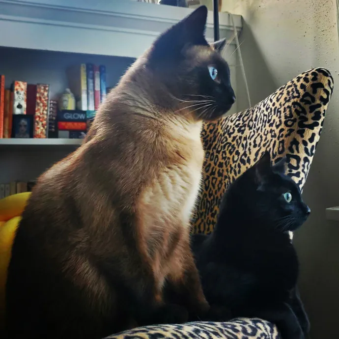 Caring Committed Cat Companion