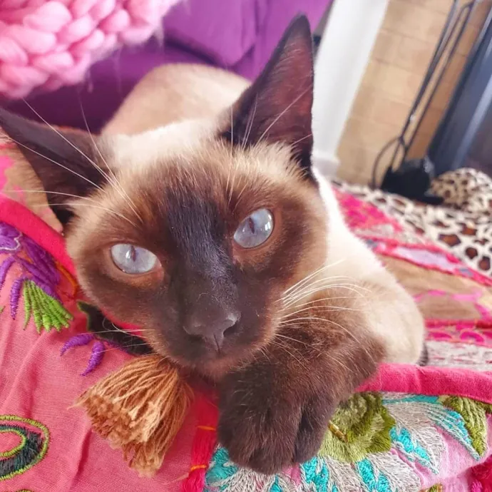 Caring Committed Cat Companion