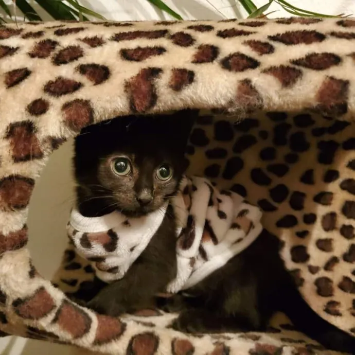 Caring Committed Cat Companion