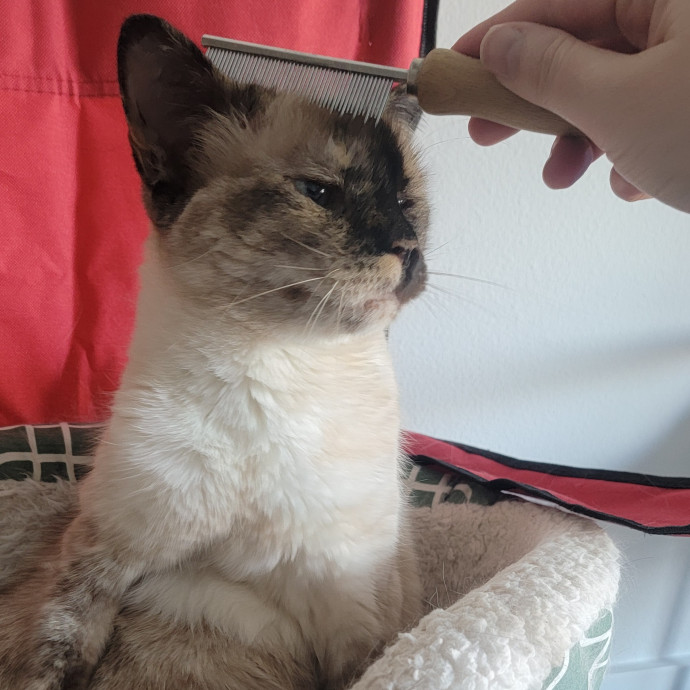 Caring Committed Cat Companion