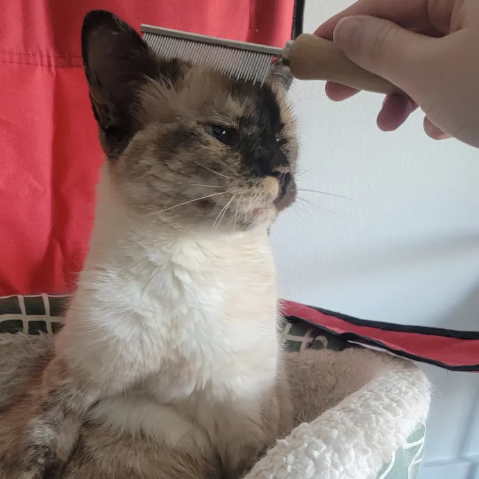 Caring Committed Cat Companion