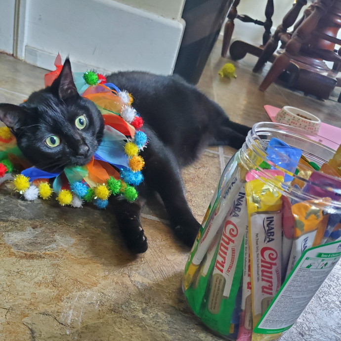 Caring Committed Cat Companion