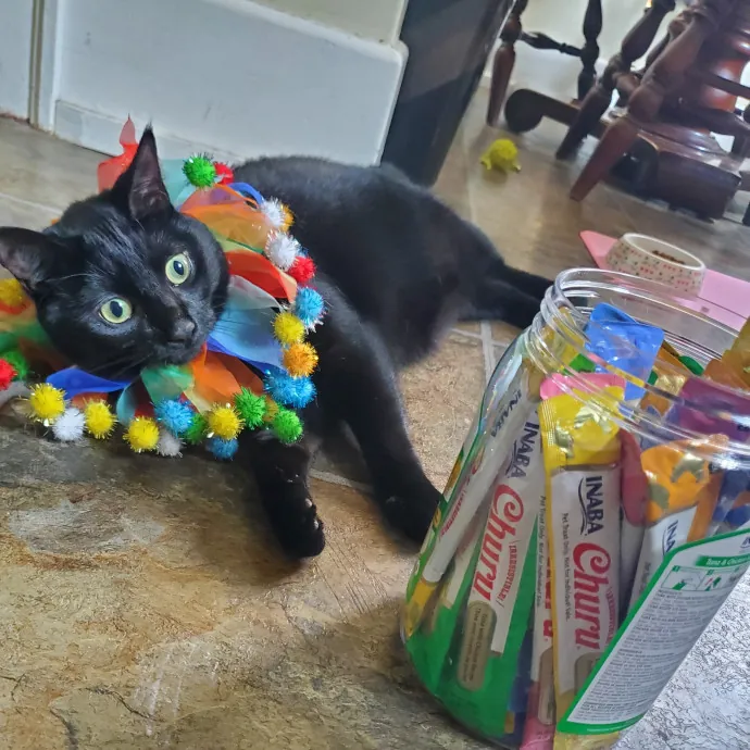 Caring Committed Cat Companion