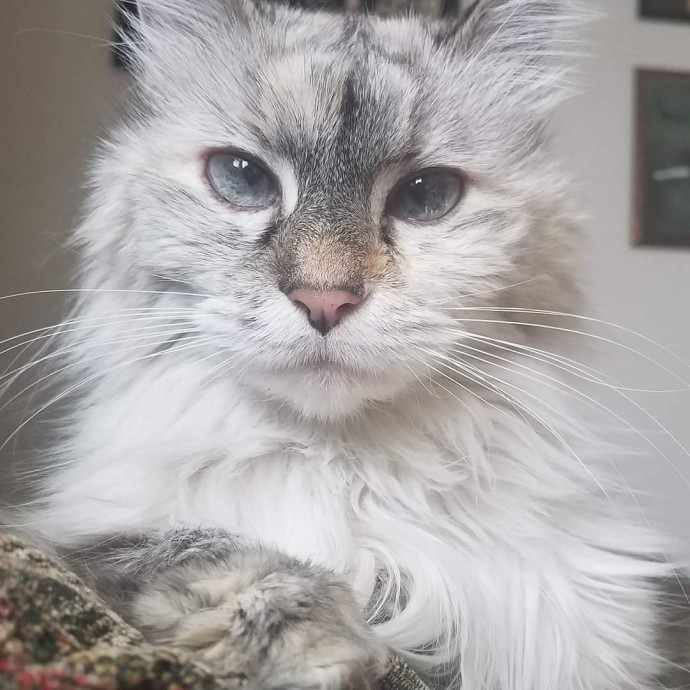 Caring Committed Cat Companion
