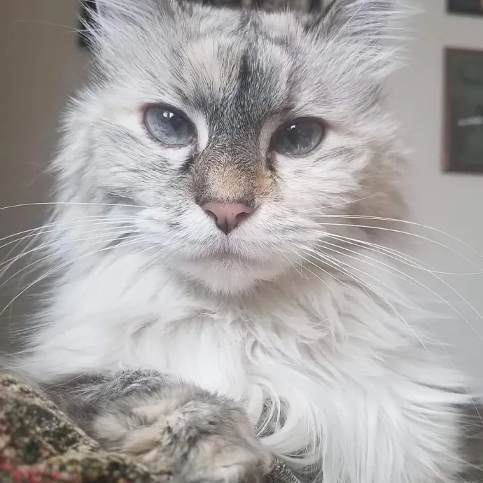 Caring Committed Cat Companion