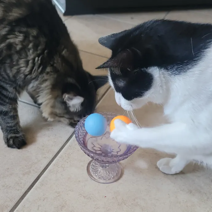 Caring Committed Cat Companion