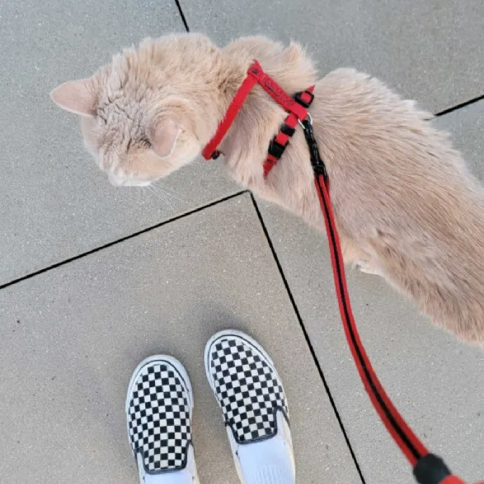 Caring Committed Cat Companion