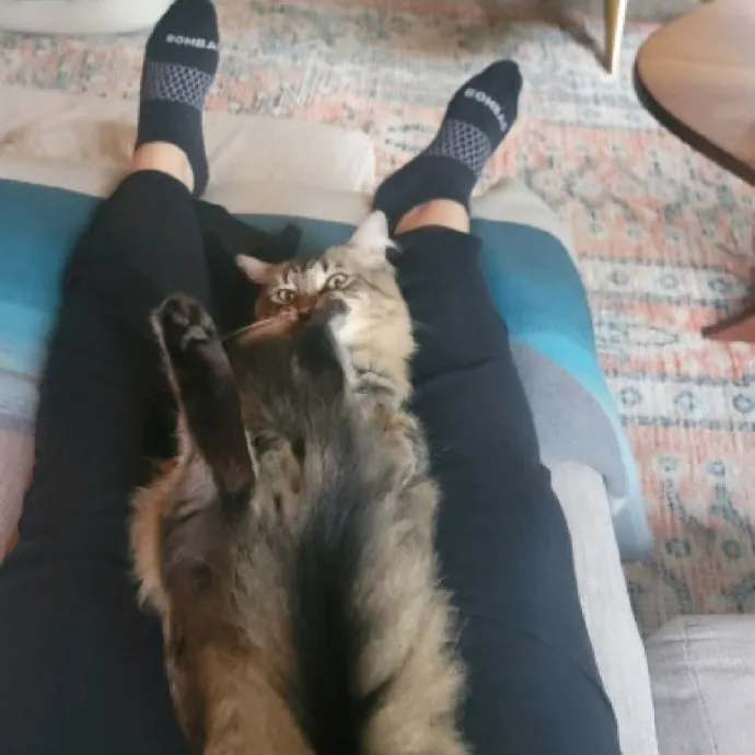 Caring Committed Cat Companion