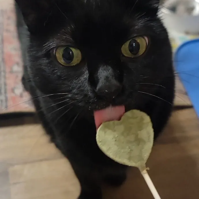 Caring Committed Cat Companion