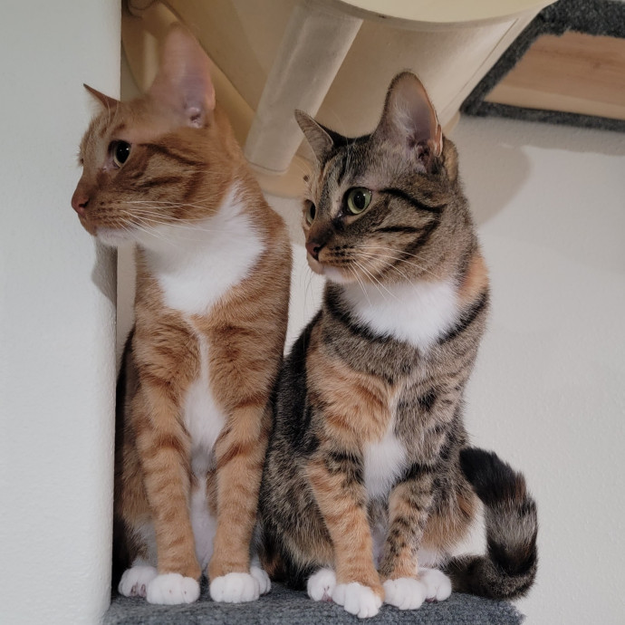 Caring Committed Cat Companion photo 3