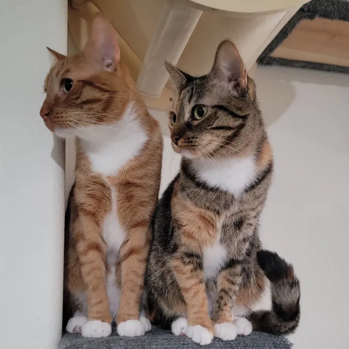 Caring Committed Cat Companion photo 3