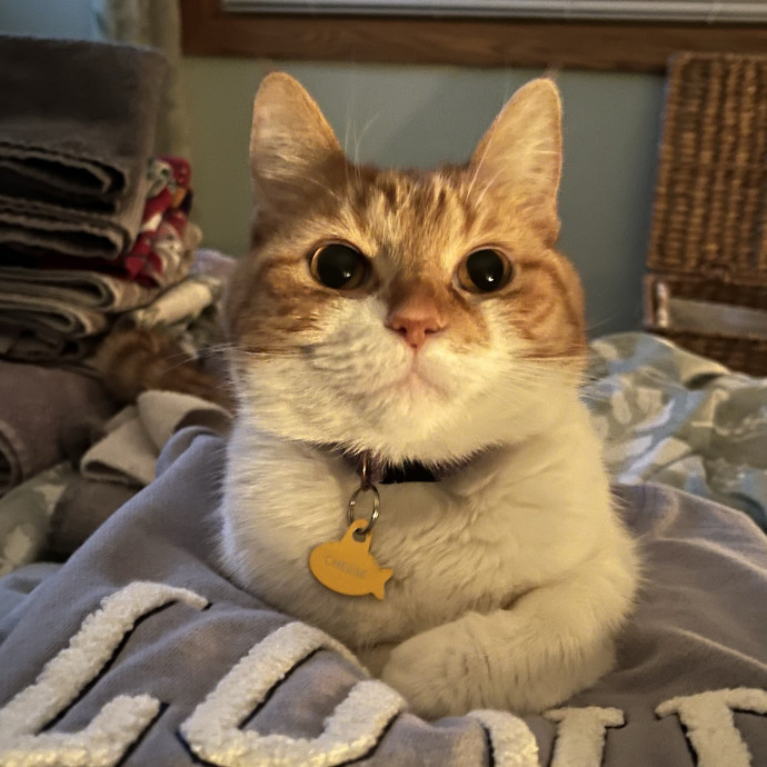 Vet Tech Cat Enthusiast