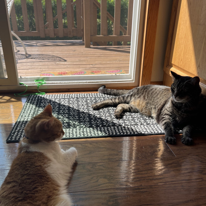 Vet Tech Cat Enthusiast