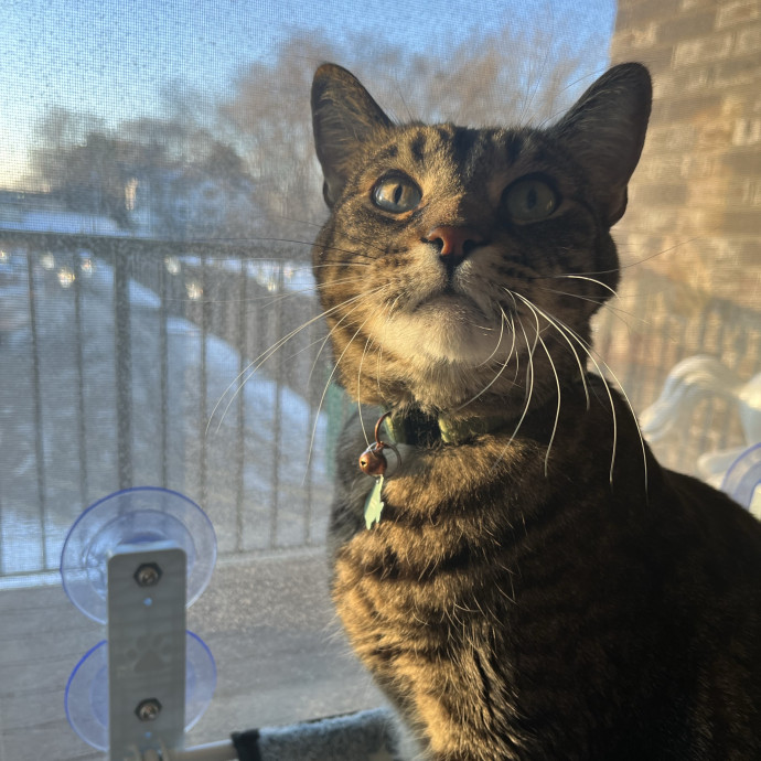 Vet Tech Cat Enthusiast