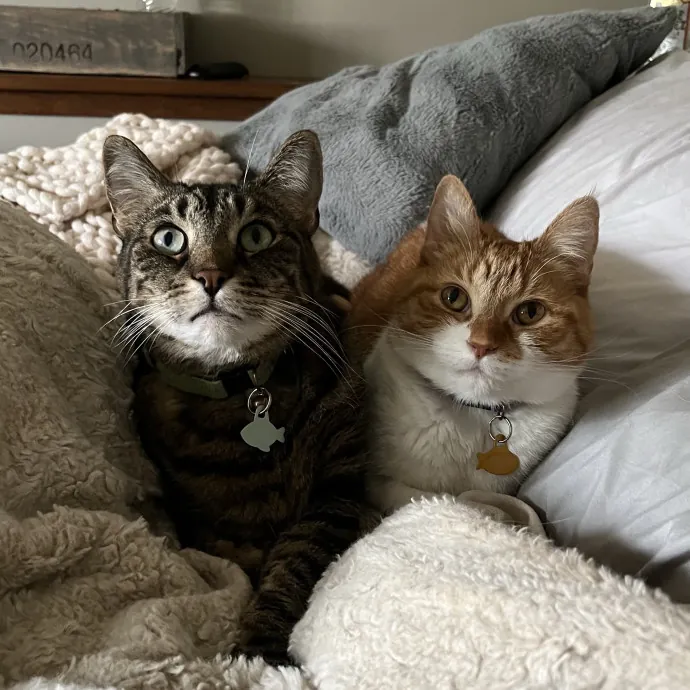 Vet Tech Cat Enthusiast photo 2