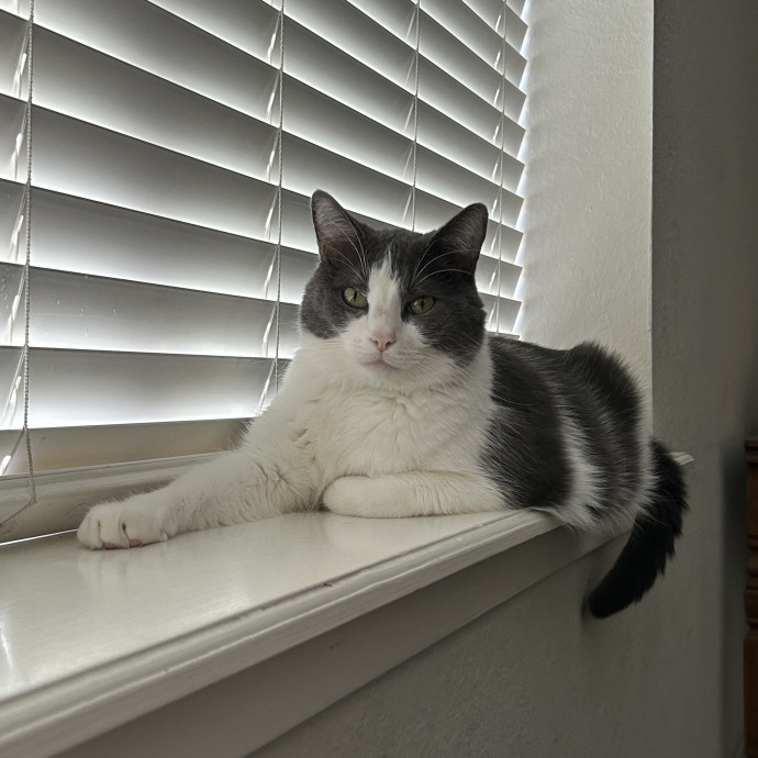 Purrfect Petsitting photo 2