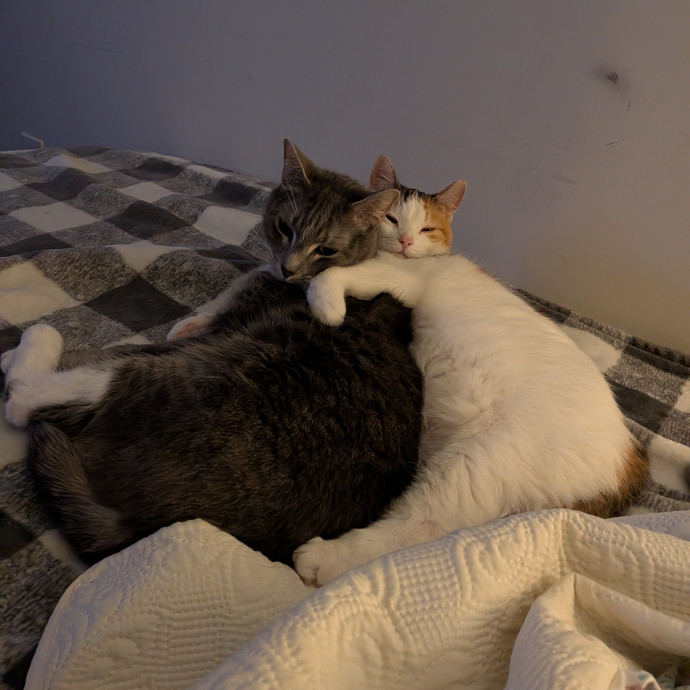 Den's Happy Cats
