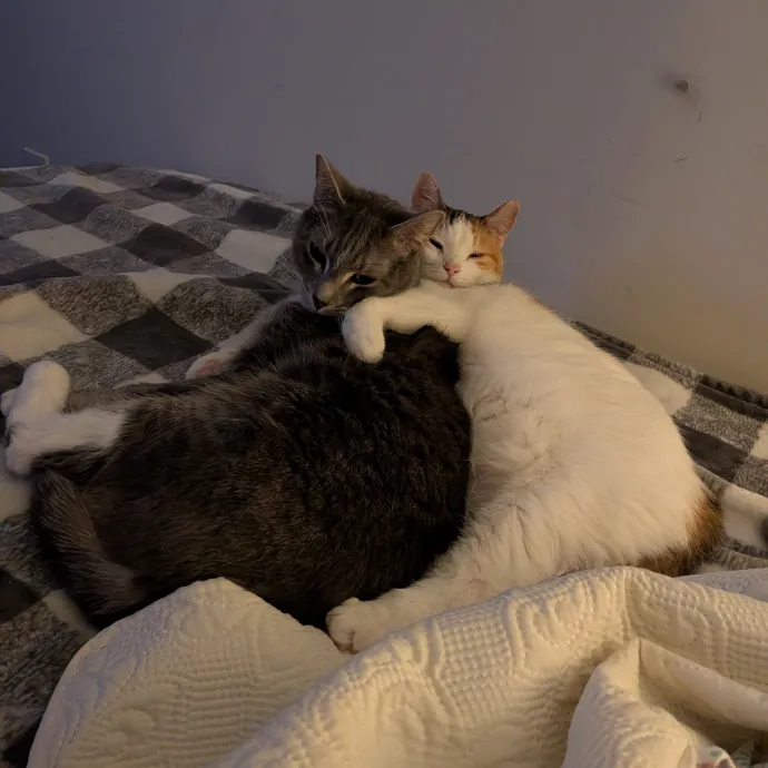Den's Happy Cats