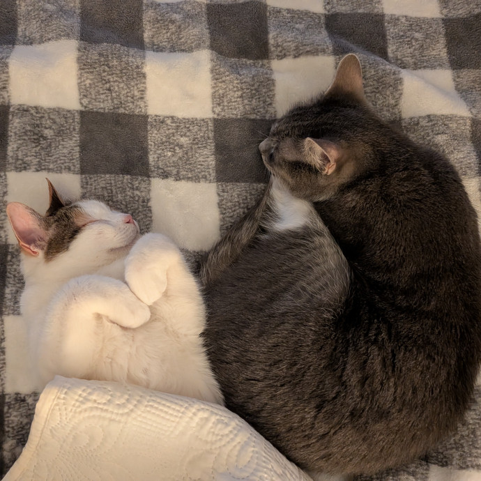 Den's Happy Cats