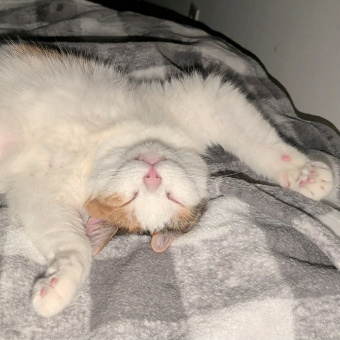 Den's Happy Cats