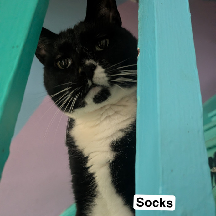 Den's Happy Cats