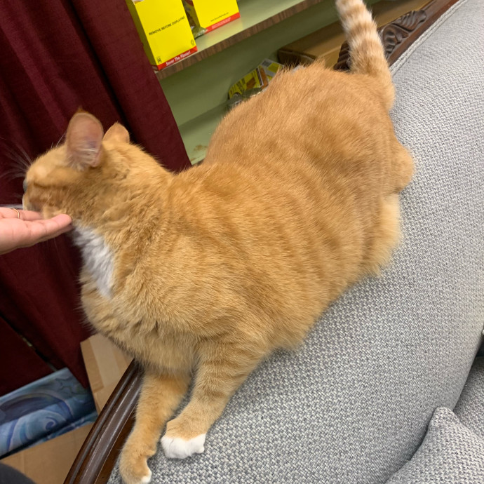 Livi Sits