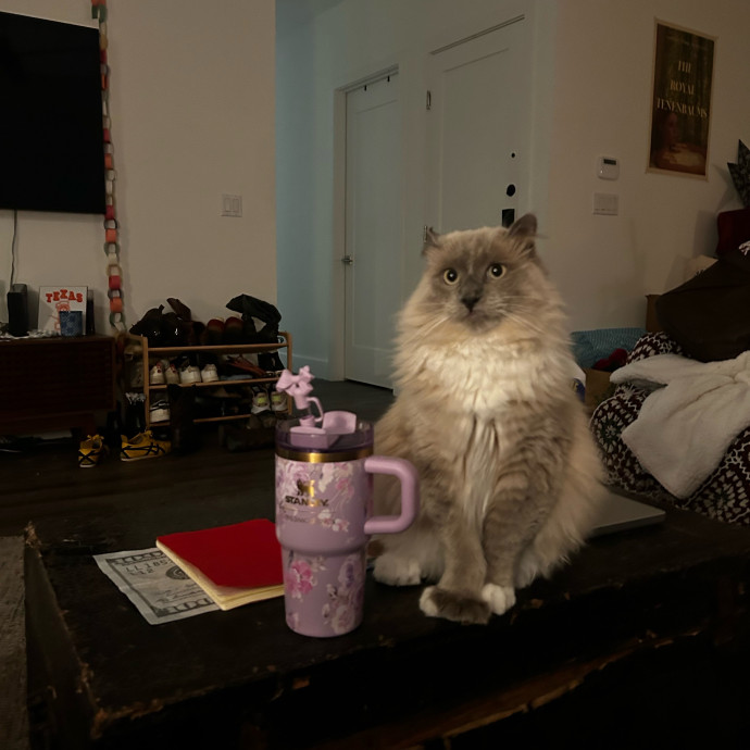 Livi Sits