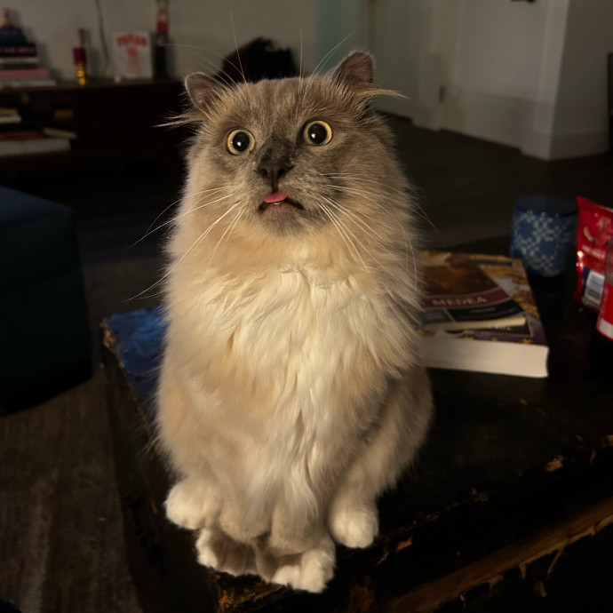 Livi Sits