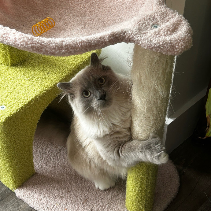 Livi Sits