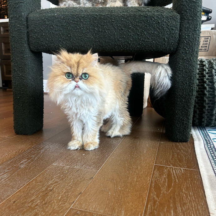 Livi Sits