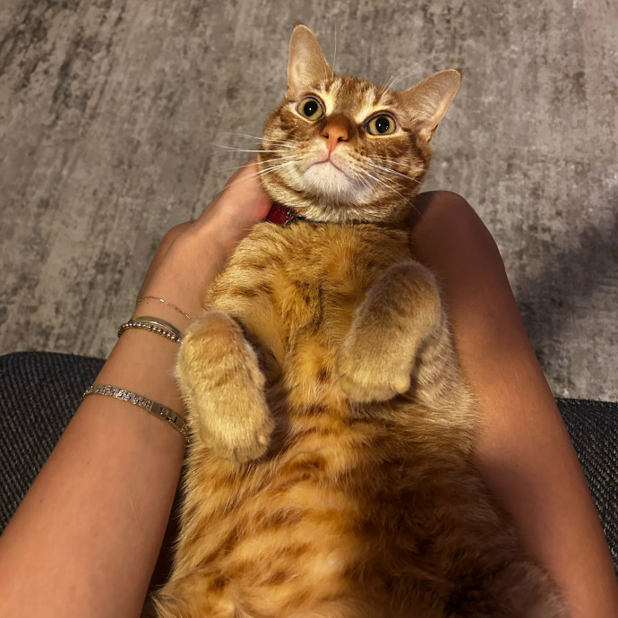Livi Sits