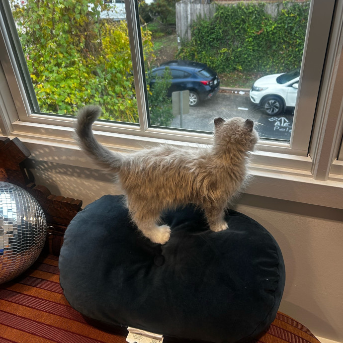 Livi Sits