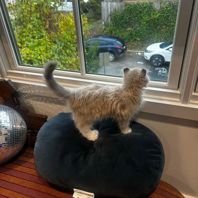 Livi Sits