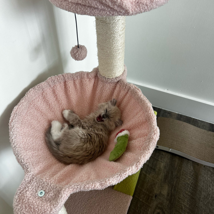 Livi Sits