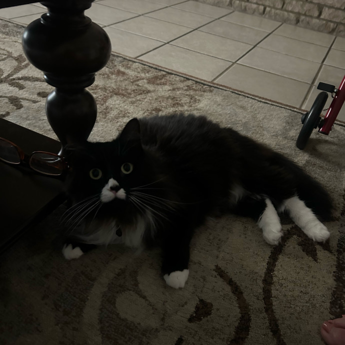 Livi Sits